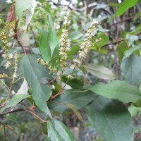 Mallotus philippensis (Lam.) Müll.Arg.